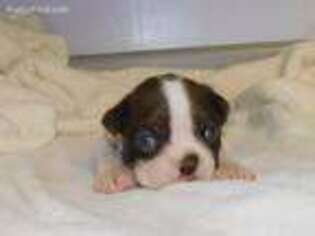Boston Terrier Puppy for sale in Siloam Springs, AR, USA