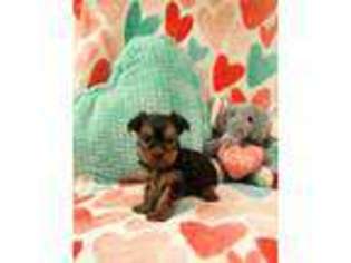 Yorkshire Terrier Puppy for sale in Johnson City, TN, USA