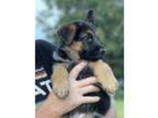 German Shepherd Dog Puppy for sale in Pelsor, AR, USA