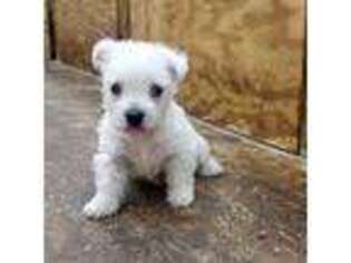 West Highland White Terrier Puppy for sale in Alabaster, AL, USA