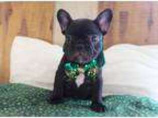 French Bulldog Puppy for sale in Elizabeth, CO, USA