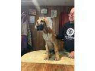 Great Dane Puppy for sale in Louisville, IL, USA