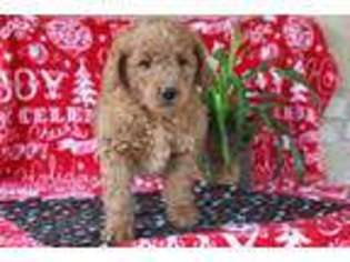 Goldendoodle Puppy for sale in Worthington, IN, USA