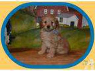 Goldendoodle Puppy for sale in CADOTT, WI, USA