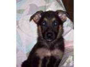 German Shepherd Dog Puppy for sale in SILOAM SPRINGS, AR, USA
