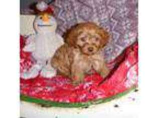 Cavapoo Puppy for sale in Woonsocket, RI, USA