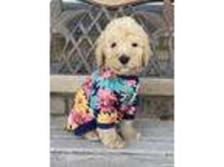 Goldendoodle Puppy for sale in Brighton, CO, USA
