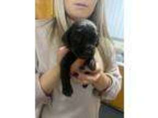 Boykin Spaniel Puppy for sale in Beaufort, SC, USA