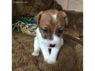 Jack Russell Terrier Puppy for sale in Levittown, NY, USA