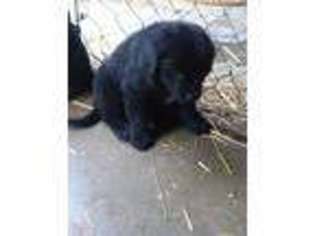 Newfoundland Puppy for sale in Roanoke, IL, USA
