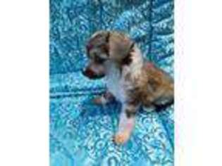 Chinese Crested Puppy for sale in Princeton, MN, USA