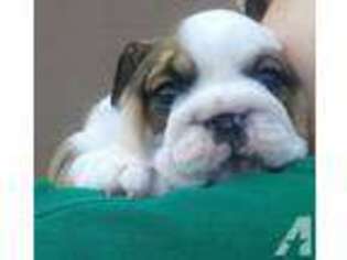 Bulldog Puppy for sale in OLIVEHURST, CA, USA