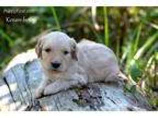 Goldendoodle Puppy for sale in East Bend, NC, USA