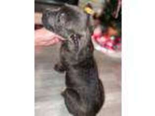 Cane Corso Puppy for sale in Albany, IN, USA