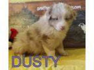 Australian Shepherd Puppy for sale in Deer, AR, USA