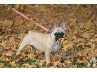 French Bulldog Puppy for sale in CLARKSON, KY, USA