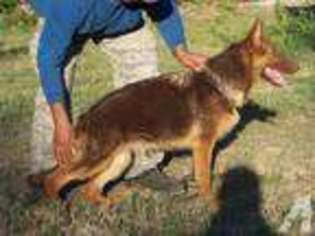 German Shepherd Dog Puppy for sale in MONTGOMERY, TX, USA