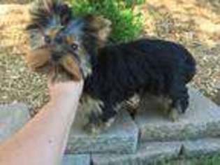 Yorkshire Terrier Puppy for sale in Lanesville, IN, USA