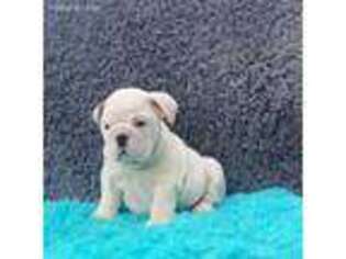 Bulldog Puppy for sale in Lafayette, IN, USA