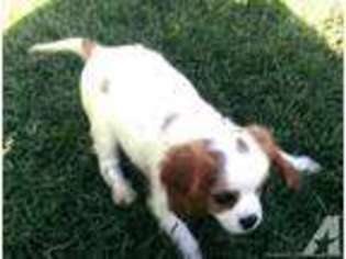 Cavalier King Charles Spaniel Puppy for sale in SIMI VALLEY, CA, USA
