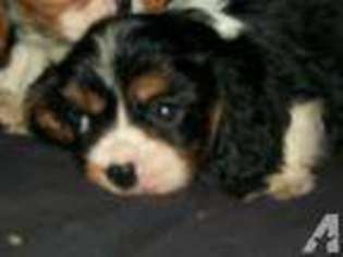 Cavalier King Charles Spaniel Puppy for sale in FREELAND, MI, USA
