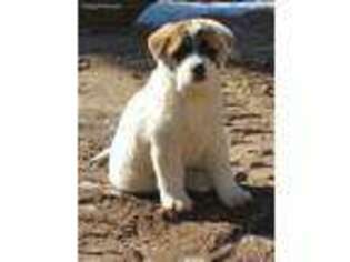 Akita Puppy for sale in Falcon, CO, USA
