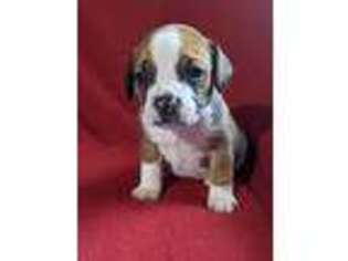 Bulldog Puppy for sale in Fresno, OH, USA