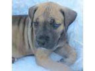 Great Dane Puppy for sale in Eufaula, OK, USA