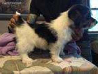 Jack Russell Terrier Puppy for sale in Appleton, WI, USA