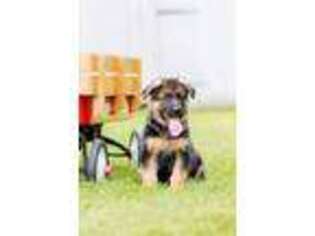German Shepherd Dog Puppy for sale in Kearneysville, WV, USA