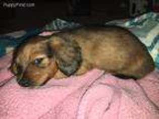 Dachshund Puppy for sale in Erie, PA, USA