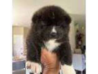 Akita Puppy for sale in Lavon, TX, USA