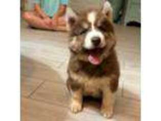 Siberian Husky Puppy for sale in Centreville, MD, USA