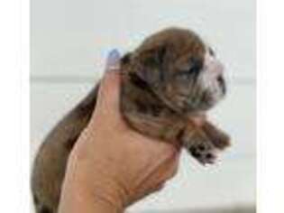 Bulldog Puppy for sale in Crystal River, FL, USA