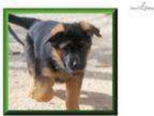 German Shepherd Dog Puppy for sale in Bowling Green, KY, USA