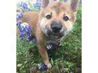 Shiba Inu Puppy for sale in Bastrop, TX, USA