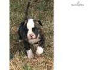 American Bulldog Puppy for sale in Lawton, OK, USA