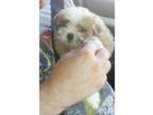 Mutt Puppy for sale in DENVER, TN, USA