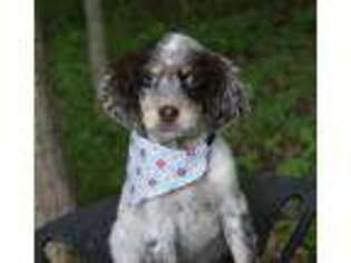 English Setter Puppy for sale in Hanoverton, OH, USA