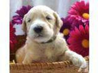 Goldendoodle Puppy for sale in SHERWOOD, OR, USA