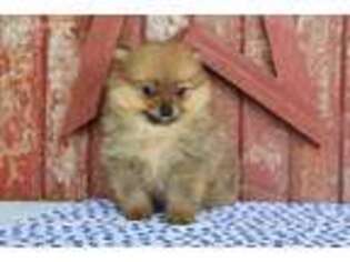 Pomeranian Puppy for sale in Danville, OH, USA