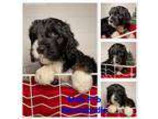 Mutt Puppy for sale in Garrettsville, OH, USA