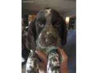 English Springer Spaniel Puppy for sale in Remer, MN, USA