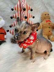 Chinese Crested Puppy for sale in Oakland Township, MI, USA