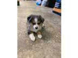 Miniature Australian Shepherd Puppy for sale in Coldwater, OH, USA