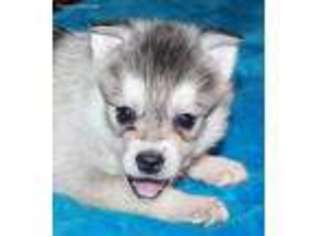 Alaskan Klee Kai Puppy for sale in San Antonio, TX, USA