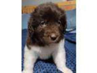 Newfoundland Puppy for sale in Higdon, AL, USA