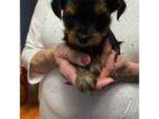 Yorkshire Terrier Puppy for sale in Peyton, CO, USA