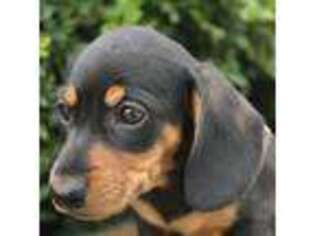 Dachshund Puppy for sale in Rochester, IN, USA