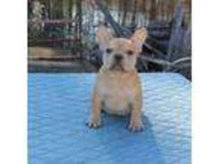 French Bulldog Puppy for sale in Greenville, TX, USA